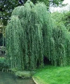 Future Forests Salix Babylonica Pendula - Weeping Willow 10 Future Forests Salix Babylonica Pendula - Weeping Willow