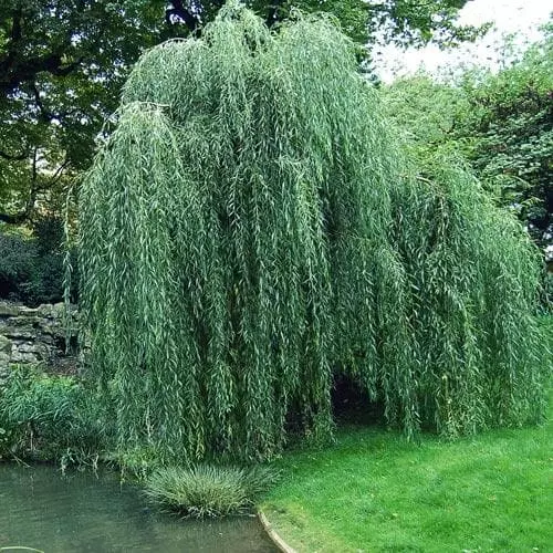 Future Forests Salix Babylonica Pendula - Weeping Willow 5 Future Forests Salix Babylonica Pendula - Weeping Willow