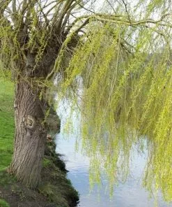 Future Forests Salix Babylonica Pendula - Weeping Willow 13 Future Forests Salix Babylonica Pendula - Weeping Willow