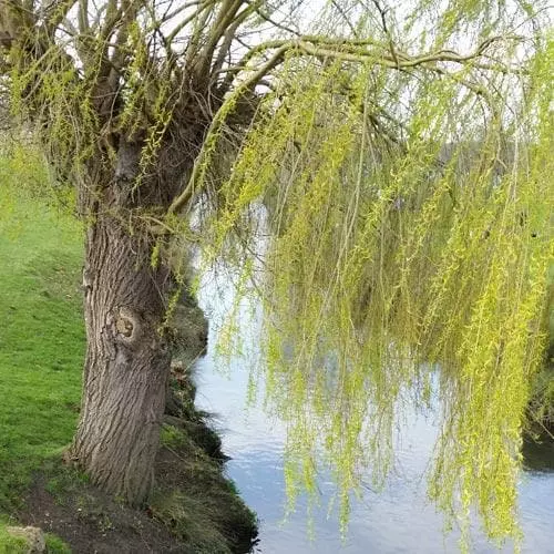 Future Forests Salix Babylonica Pendula - Weeping Willow 8 Future Forests Salix Babylonica Pendula - Weeping Willow