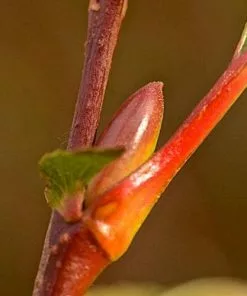 Future Forests Salix Gracilistyla Melanostachys