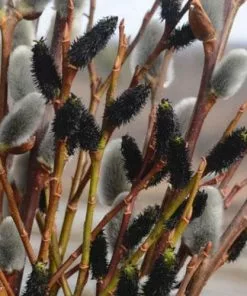 Future Forests Salix Gracilistyla Melanostachys