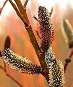 Future Forests Salix Gracilistyla Melanostachys
