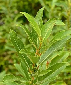 Future Forests Salix Gracilistyla Melanostachys