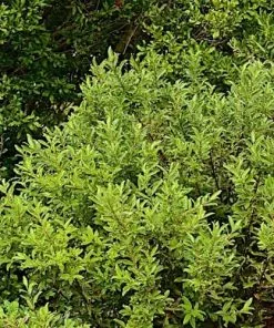 Future Forests Salix Gracilistyla Melanostachys