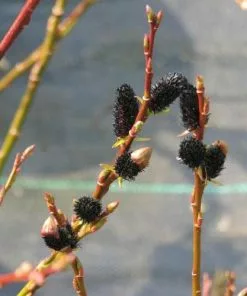 Future Forests Salix Gracilistyla Melanostachys