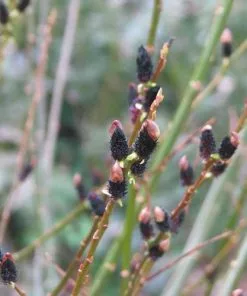 Future Forests Salix Gracilistyla Melanostachys