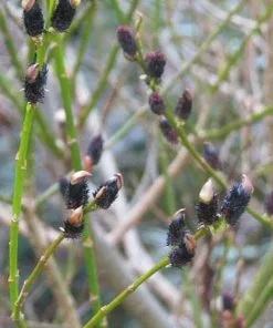 Future Forests Salix Gracilistyla Melanostachys