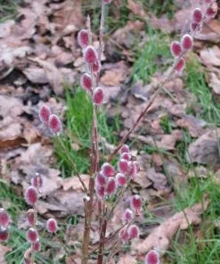 Future Forests Salix | Willow Salix Gracilistyla Mount Aso®
