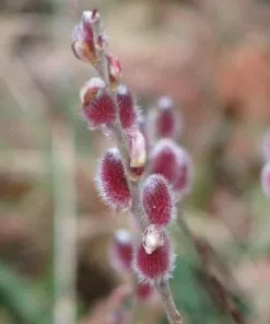Future Forests Salix | Willow Salix Gracilistyla Mount Aso®
