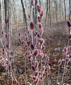 Future Forests Salix | Willow Salix Gracilistyla Mount Aso®