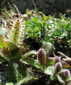 Future Forests Salix Nakamurana Var. Yezoalpina Shrubs