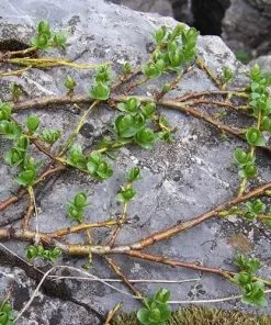 Future Forests Salix Nakamurana Var. Yezoalpina Shrubs