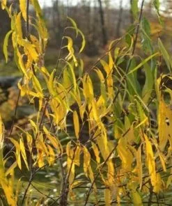 Future Forests Salix Acutifolia Blue Streak