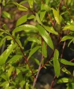 Future Forests Salix Acutifolia Blue Streak