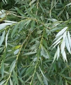 Future Forests Salix Alba - White Willow Trees