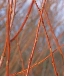 Future Forests Salix Alba Chermesina