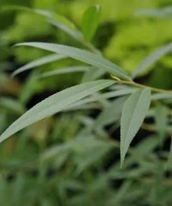 Future Forests Salix Alba Chermesina