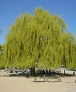 Future Forests Trees Salix Alba Tristis - Golden Weeping Willow 7 Future Forests Trees Salix Alba Tristis - Golden Weeping Willow