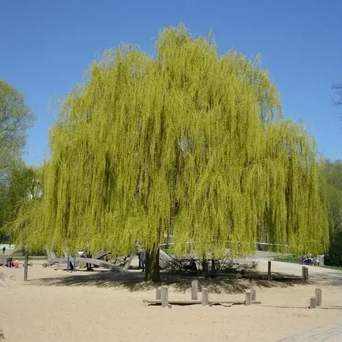 Future Forests Trees Salix Alba Tristis - Golden Weeping Willow 5 Future Forests Trees Salix Alba Tristis - Golden Weeping Willow