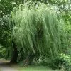 Future Forests Trees Salix Alba Tristis - Golden Weeping Willow