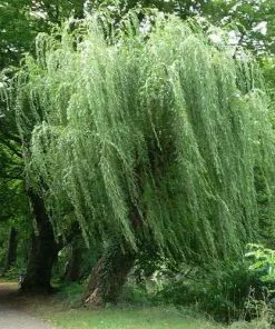 Future Forests Trees Salix Alba Tristis - Golden Weeping Willow