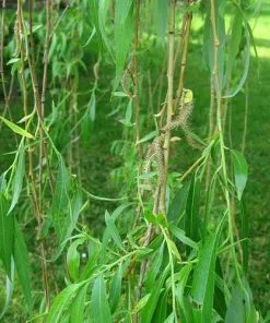 Future Forests Trees Salix Alba Tristis - Golden Weeping Willow 6 Future Forests Trees Salix Alba Tristis - Golden Weeping Willow