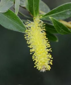 Future Forests Salix Alba Vittelina Trees