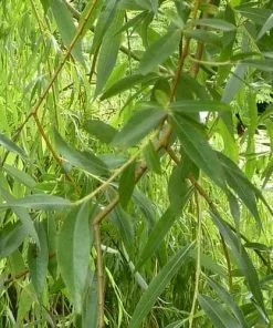 Future Forests Salix Alba Vittelina Trees
