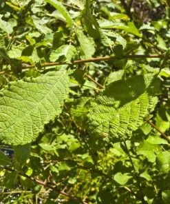 Future Forests Salix Aurita - Eared Willow