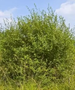 Future Forests Salix Aurita - Eared Willow