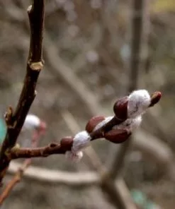 Future Forests Salix Aurita - Eared Willow