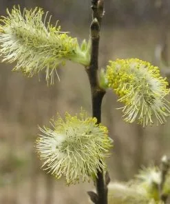 Future Forests Salix Aurita - Eared Willow