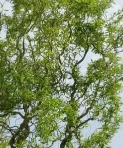 Future Forests Salix Babylonica Tortuosa - Contorted Willow Trees