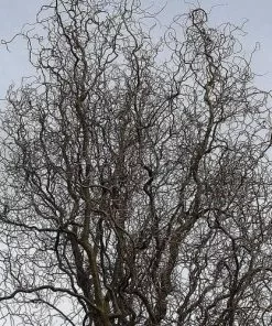 Future Forests Salix Babylonica Tortuosa - Contorted Willow Trees