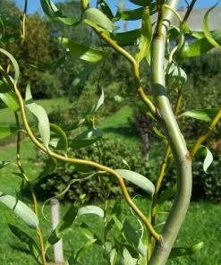 Future Forests Salix Babylonica Tortuosa - Contorted Willow Trees