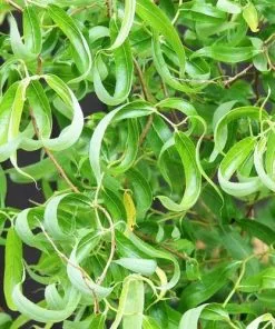 Future Forests Salix Babylonica Tortuosa - Contorted Willow Trees