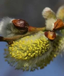 Future Forests Salix Caprea - Pussy Willow