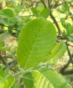 Future Forests Salix Caprea - Pussy Willow