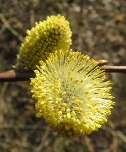 Future Forests Salix Caprea - Pussy Willow