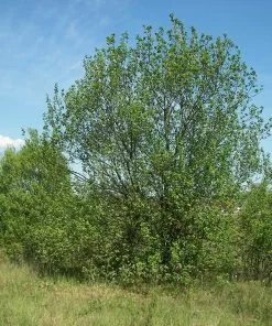 Future Forests Salix Caprea - Pussy Willow