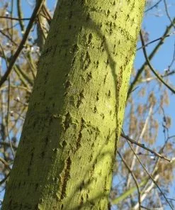 Future Forests Salix Caprea - Pussy Willow