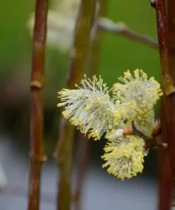 Future Forests Salix Caprea Kilmarnock - Kilmarnock Weeping Willow