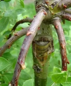 Future Forests Salix Caprea Kilmarnock - Kilmarnock Weeping Willow