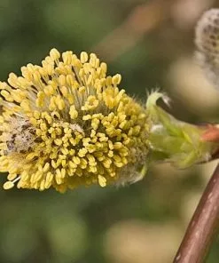 Future Forests Salix Caprea Kilmarnock - Kilmarnock Weeping Willow