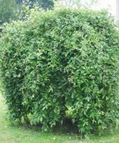 Future Forests Salix Caprea Kilmarnock - Kilmarnock Weeping Willow