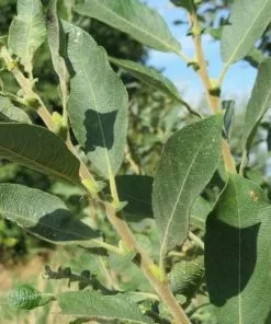 Future Forests Salix Cinerea - Grey Willow