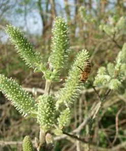 Future Forests Salix Cinerea - Grey Willow
