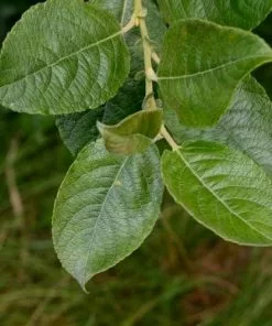 Future Forests Salix Cinerea - Grey Willow