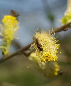 Future Forests Salix Cinerea - Grey Willow